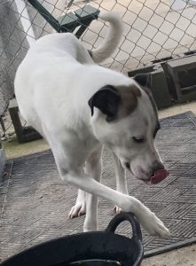 Toby, il gigante gentile: un cane affettuoso e dolce da adottare subito!