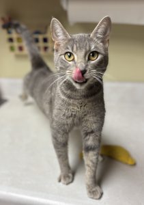 Scopri Misty Steele, la dolcissima protagonista della settimana tra gli animali!