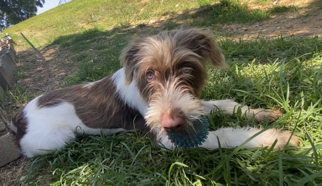 Dixie, la dolce mascotte della settimana, cerca una casa amorevole: accoglila!