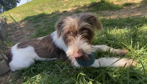 Dixie, la dolce mascotte della settimana, cerca una casa amorevole: accoglila!