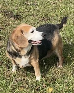 Scopri Fancy, il nostro straordinario animale della settimana: un compagno affettuoso e unico!