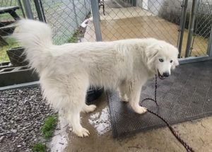 Incontra Snow Crystal: un’amica affettuosa e tranquilla pronta a colpire il tuo cuore.