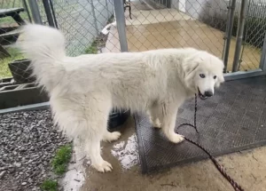 Incontra Snow Crystal: un’amica affettuosa e tranquilla pronta a colpire il tuo cuore.