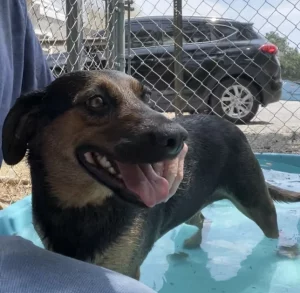 Incontra Tess: la compagnia perfetta che riempie il cuore di amore.