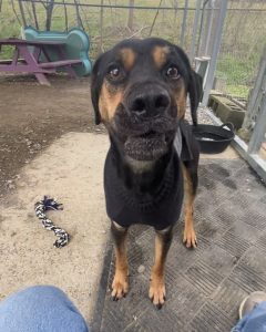 Scopri Mr. Hanover: il tuo nuovo migliore amico ti aspetta!