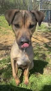 Gulliver: il tuo compagno di viaggio ideale per esplorare il mondo insieme!