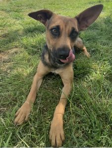 Scopri Tulip, la dolce gattina in cerca di una famiglia affettuosa!