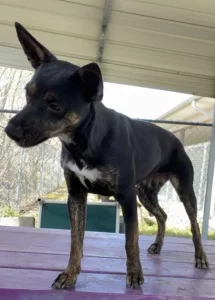 Scopri Vicki-Jo: la star a quattro zampe che incanta con il suo spettacolo!