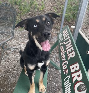 Scopri nuove avventure accanto a Heidi, la tua fedele compagna!