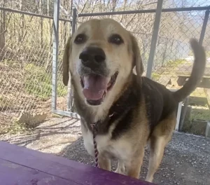 Tippy Tappy Toes: il gattino che conquisterà il tuo cuore con il suo ballo!