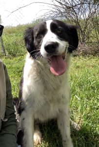 Passeggiata nel giardino con Tulip: scopri il nostro adorabile amico peloso!