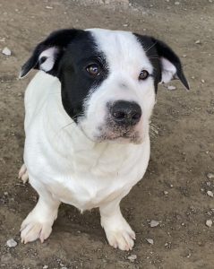 Incontra Snoopy, il dolce cagnolino in cerca di una nuova famiglia amorevole!