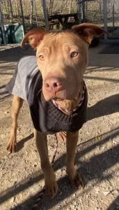 Lil Jimmy, il nostro adorabile amico a quattro zampe, &egrave; pronto per la sua avventura!