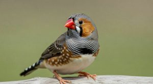 Melanoma: chi ha i capelli rossi è più a rischio, ma la natura offre vantaggi.