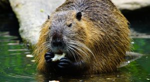 Carne magra e delicata, perfetta per diete: scopri il valore del granchio blu.