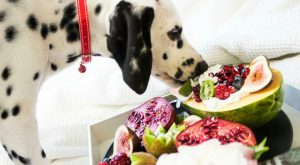 Cibi tossici per cani: evita avocado, cipolla e altri. Cosa fare se ne mangiano?