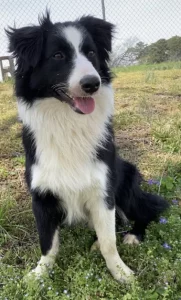 Dona una nuova vita a Brick: il tuo futuro amico a quattro zampe!