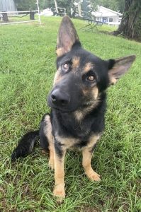 Incontrate King Arthur: il re degli animali domestici! Un amico fedele e affascinante.