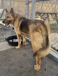 Scopri Mr. GreenJeans: il tuo nuovo compagno di relax e avventure!