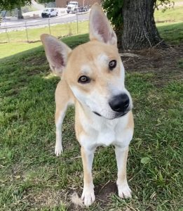 Ricky, il nostro adorabile animale della settimana, cerca una nuova casa affettuosa!
