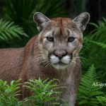 Foto di fauna selvatica generate dall’IA complicano gli sforzi di conservazione