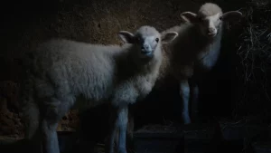 Agnus Dei di Massimiliano Camaiti vola al FIPADOC 2026