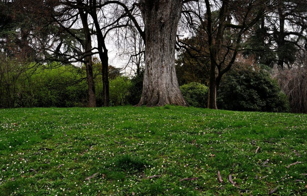 Ritorna la distribuzione di piante e alberi: mettiamo radici per un futuro verde!