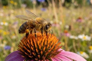 Perché le api non volano di notte: cosa succede quando cala il sole