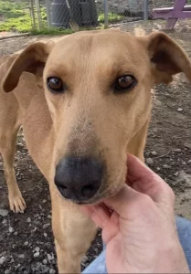 Scopri il dolce Soft Taco, il tuo nuovo amico peloso da amare!