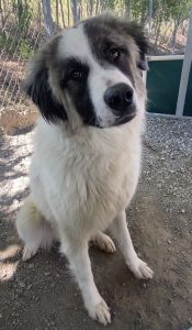 Incredibile Pearl: un animale vivace e affascinante da scoprire questa settimana!