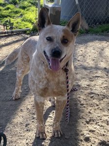 Whitaker: il compagno silenzioso con un cuore attento e affettuoso. Scopri il suo amore!