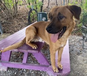 Scopri Clifford, il cane che conquista tutti con il suo cuore grande!