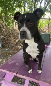 Scopri Ms. Clara, la dolce cagnolina affettuosa in cerca di una famiglia amorevole!