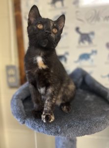 Amber: il cuore d’oro di un’amica a quattro zampe che conquista tutti.