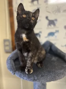 Amber: il cuore d’oro di un’amica a quattro zampe che conquista tutti.