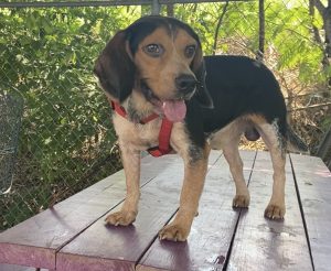 Scopri Stewart: il piccolo amico a quattro zampe che ti ruberà il cuore!