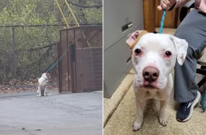 Cane legato fuori dal veterinario svelato un triste segreto dal microchip.