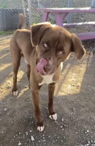 Gentle Ben: il dolce muso di un amico peloso in cerca di una famiglia.