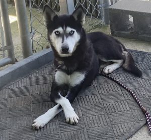 Incontra Ms. Willa Dean: la dolce compagna che conquista i cuori di tutti.