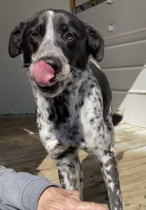 Scopri Eva: il tuo nuovo amico peloso da adottare questa settimana!