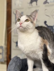 Scopri Willow: il nostro adorabile Pet of the Week, pronto a rubarti il cuore!