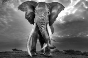 Cosa ci insegna la lunga vita di Craig sulla conservazione degli elefanti.