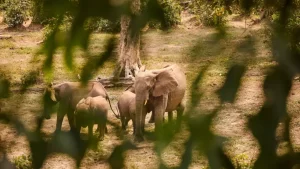 Nel cuore verde dell’Africa, dove la fauna selvatica regna sovrana.