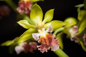 Il Myanmar sotto rischio: lacune nei dati botanici minacciano la sua flora unica.