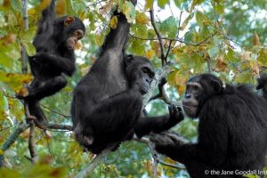 Un anno dopo: come il benchmark TGBS restaura le foreste per la biodiversità.