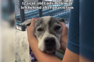 Cuore spezzato: cane anziano abbandonato dopo sfratto dei proprietari.