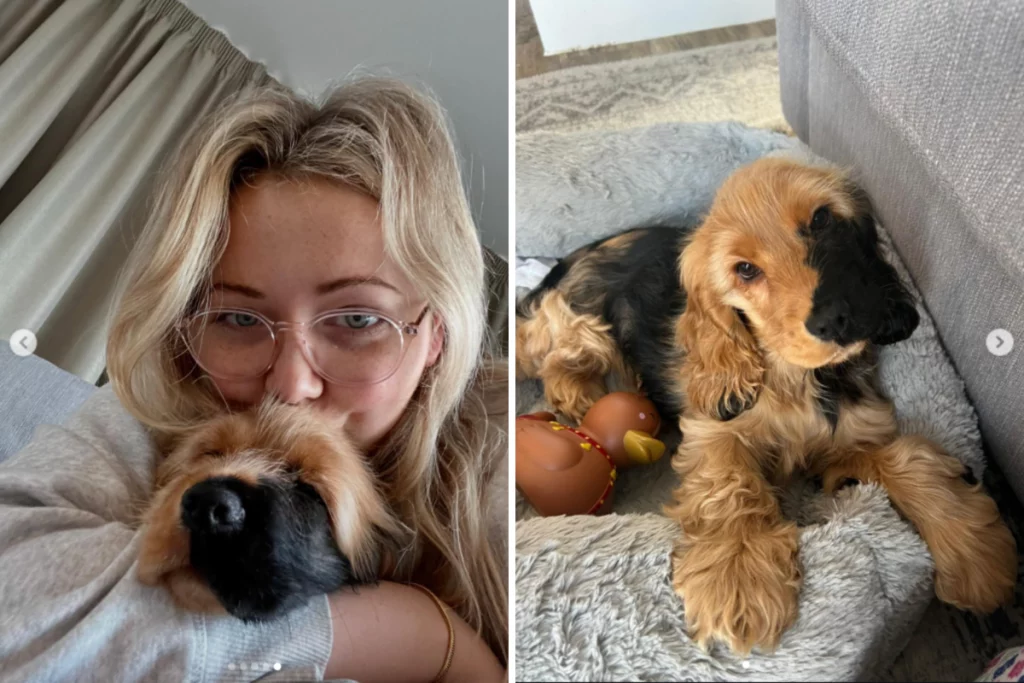 Cocker Spaniel con rara macchia congenita conquista il web: “Porta tanta gioia!”