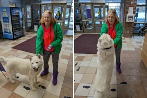 Ritrovata dopo un anno: donna riceve chiamata sul cane scomparso a 80 km di distanza.