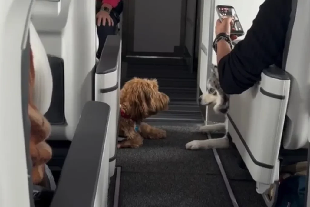 Pomsky vola accanto a un cane: la sorpresa che nessuno si aspetta!