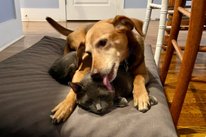 Gatto 26enne non pu&ograve; pi&ugrave; pulirsi, il cane fratello interviene con dolcezza.